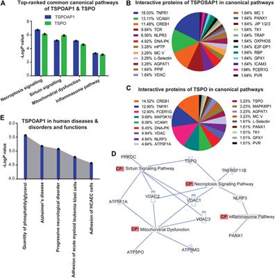 Bioinformatic Analyses of Canonical Pathways of TSPOAP1 and its Roles in Human Diseases
